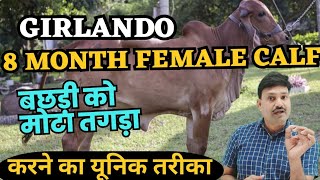 8 माह की Girlando बछिया तैयार करने का तरीका girlando bachiya kaise taiyar karen