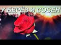 ♫ У БЕРЁЗ И СОСЕН ♫ Самая красивая музыка в мире ♫ Самая красивая музыка Сергей Грищук