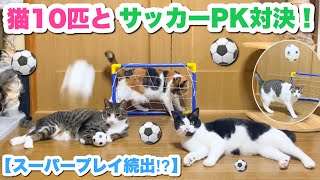 It would be fun to have a soccer penalty shootout with 10 cats! !