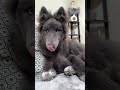 wolf transformation from puppy to giant adult bluewolf guarddog wolfdog wolf