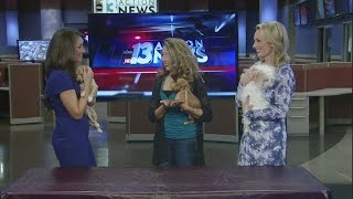 Interview with Nevada SPCA president