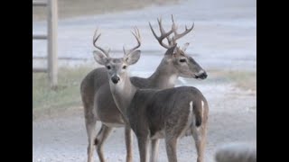 Couple of Bucks Rough-housing This Morning in the Front Yard.