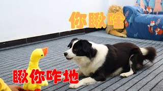 Playing with the Talking Duck, Bian Mu's face was puzzled, and De Mu was a little trapped