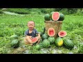 Harvest giant melons to sell at the market - grow vegetables in the garden with your children