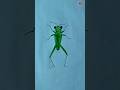 Grasshopper drawing #drawingideas.