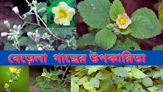 বেড়েলার ভেষজ ঔষধি গুণ। Sida cordifolia Medicinal properties of herbs. #subscribe #naturalIdea