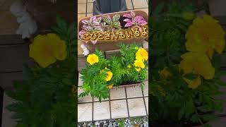 我が家の玄関　お花咲いたよ　#shorts