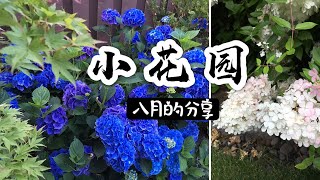 花园欣赏 2019八月 | 百合 穗状绣球 狮子花 大丽花 薄荷 番茄 | 花园设计 | Garden Tour August 2019 | Real Simple Jill