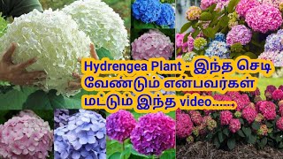 Hydrengea Plant - இந்த செடி வேண்டும் என்பவர்கள் மட்டும் இந்த video...... hydrengea care