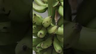 Chakkarakeli Banana || Sweet banana || For more videos please subscribe to my channel