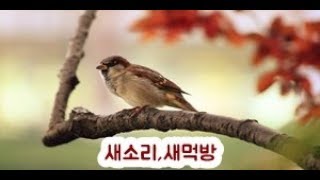 [4K동영상] 참새 ,직박구리, 멧비둘기,뱁새 , 박새,물까치, 먹방 방송