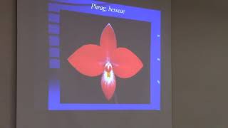 Phragmipedium Quality Flowers \u0026 Culture Part 1