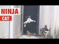 Ninja Cat! | Catch Me If You Can