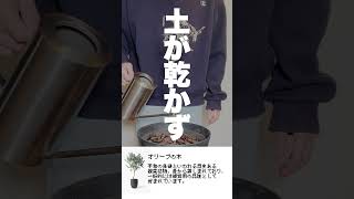 実はこっちの俺の観葉植物も変なんだけど