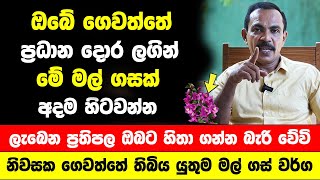 ඔබේ ගෙවත්තේ ප්‍රධාන දොර ලගින් මේ මල් ගසක් අදම හිටවන්න | ලැබෙන ප්‍රතිපල ඔබට හිතා ගන්න බැරි වේවි