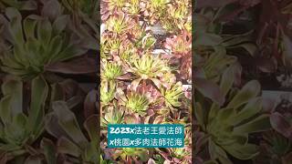 2023x法老王愛法師x桃園x漂亮的多肉法師（蓮花掌屬）花海 #succulent #多肉植物  #桃園 #法老王愛法師 #shorts