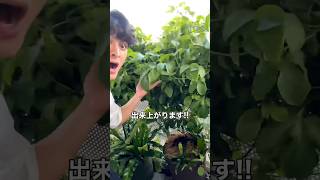 1年で収穫！パッションフルーツの育て方🙄｜そらベジ🥝ガーデンハック #子育て #野菜徹底活用術 #野菜