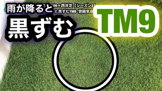 【芝生復活・TM9＋西洋芝】470日目　雨が降ると黒ずむTM9 雰囲気良くないなぁ〜。