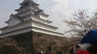 【桜めぐり】会津鶴ヶ城の桜も開花！「八重の桜」ロケ地を含む【リアル城攻め】