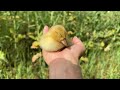 don t be so cute watch duck doze off online a dream in the world