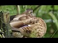 canon r7 rf 200 800 wildlife video and photo samples