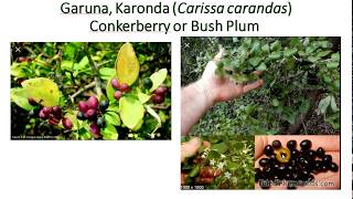 करौंदा खाने के फायदे | Health Benefits of Cranberry |Conkerberry or Bush Plum || Carissa carandas |