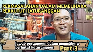 Permasalahan dalam memelihara perkutut katuranggan Part 3