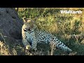 SafariLIVE Sunrise Safari - 19 July 2024