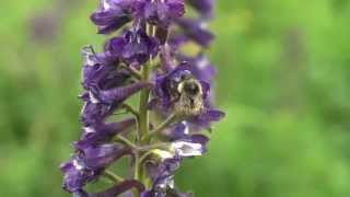 Wild Science: Bees and climate change