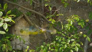 Peckish 'Colour in Your Garden' TV Advert