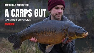 A CARPS GUT - COLD WATER BAIT TACTICS  - Mark Bryant