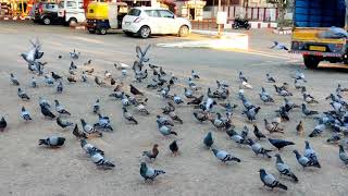 Gundanjaneya swamy temple |  Betrayanapura | Bangalore.