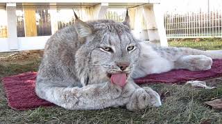 Max Canada Lynx - I Clean My Paws!