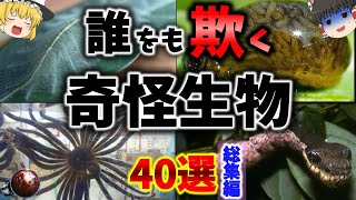 【閲覧注意】誰をも欺く奇怪な擬態生物 40選 /まとめ・検索してはいけない言葉・ウンコ・ 異世界モンスター【リライト総集編】【ゆっくり解説】【睡眠用・作業用】