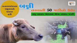 બનાસકાંઠાના પશુપાલકે કમાલ કરી बनासकांठा के पशुपालकने कमाल कर दिया બન્ની નસલની 50 પાડી  banni buffalo