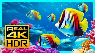 Stunning Aquarium Colors in 4K HDR 🐠 Relax & Meditation Music - Tv Art Screensaver