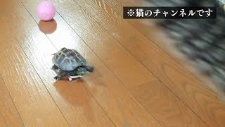 【腹筋崩壊】乗りこなしすぎw世界一〇〇なクサガメ軍曹🐢🛹【 turtle on a skateboard】