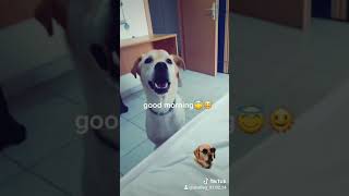 Dogs of Tiktok - top 2020 | funny |Shelleg The dog | מצחיק | הכלב של טיקטוק| טיקטוק ישראל