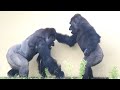 Gorillas Are Getting Over a Difficult Period | Shabani's Pre-Birthday