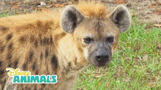 Hyenas! | Disney Animals | Disney Junior