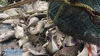 Our old boat caught reef fish again/நம்ம பழைய படகில் மீண்டும் பாறை மீன்கள் பிடித்த காட்சி