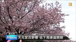 【2015.03.15】吉野櫻開五成 遊客擠爆天元宮 -udn tv