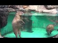 capybara living at toba aquarium