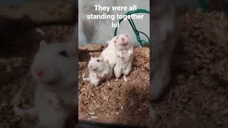 YES another gerbil video