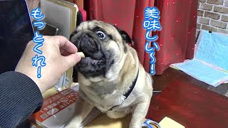 最高に美味しいドッグフードを目の前にした愛犬パグ　最も食い付きのいいドッグフード！『おまめ日記』Pug Comedy Videos From Japan