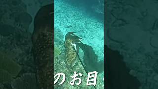 巨大イカに棒をぶち刺すと　#shorts #spearfishing