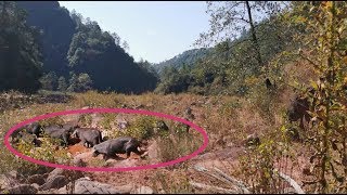 小伙去深山大河收地笼，发现树林有一群“野猪”，过去一看吓一跳