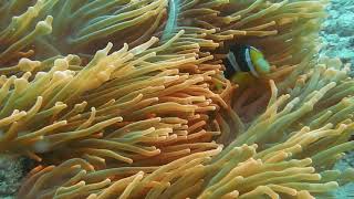 Awesome Sea life nature video - Sea life Free Stock Video Footage