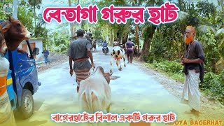 বিশাল গরুর হাট বেতাগা বাজার ফকিরহাট থানা বাগেরহাট