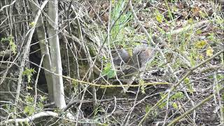 Grey Squirrel foraging